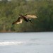Diving Brown Pelican