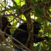 Howler Monkeys