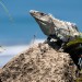 Iguana Sunning on a Rock