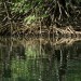 Mangrove Reflections