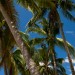 Palm Trees on the Beach