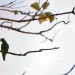 Resting Green Parrot