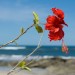 Seaside Red Hibiscus