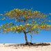 Shade Tree on the Beach