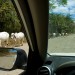 White Cattle on the Road