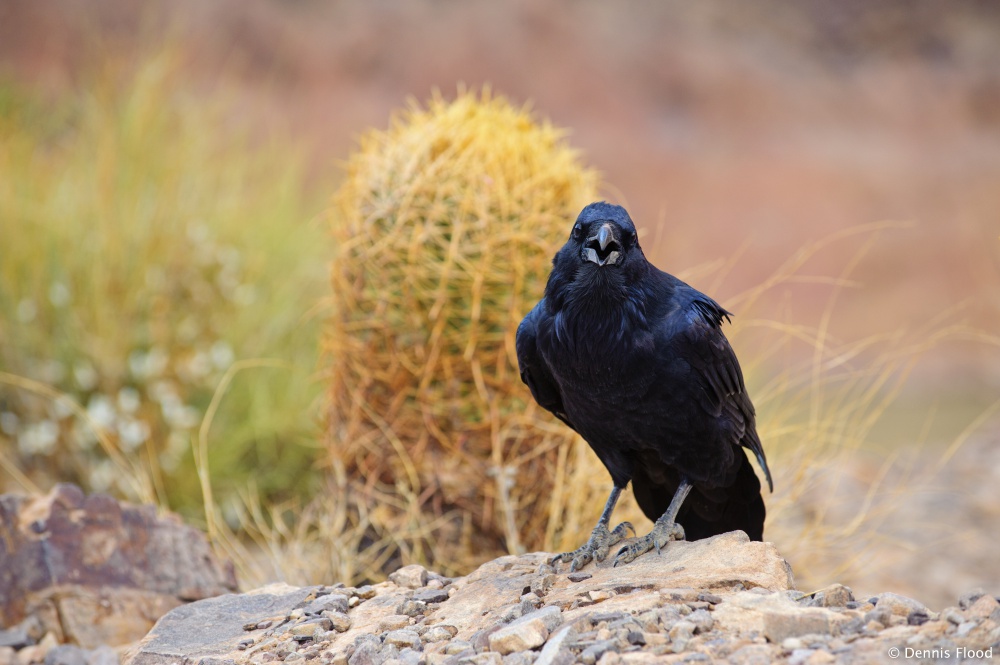 Angry Raven