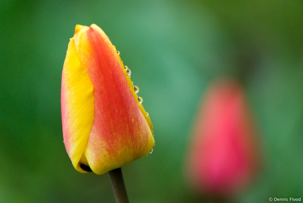 Dew Covered Tulip Bud