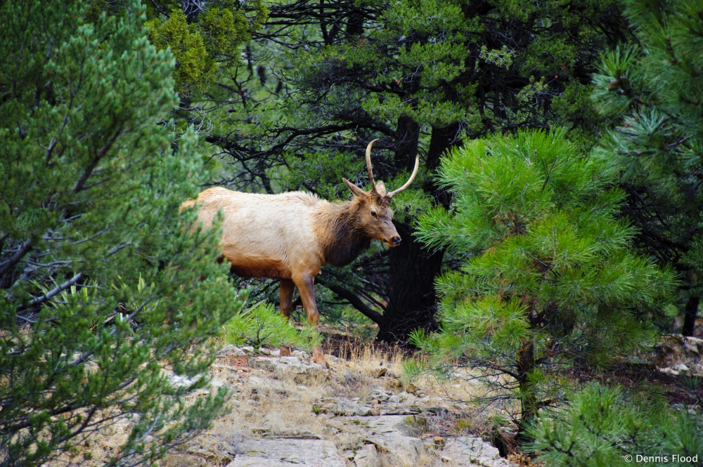 Grand Canyon Bull Elk