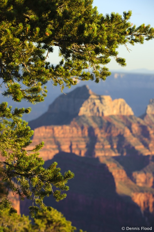 Tree at the Grand Canyon