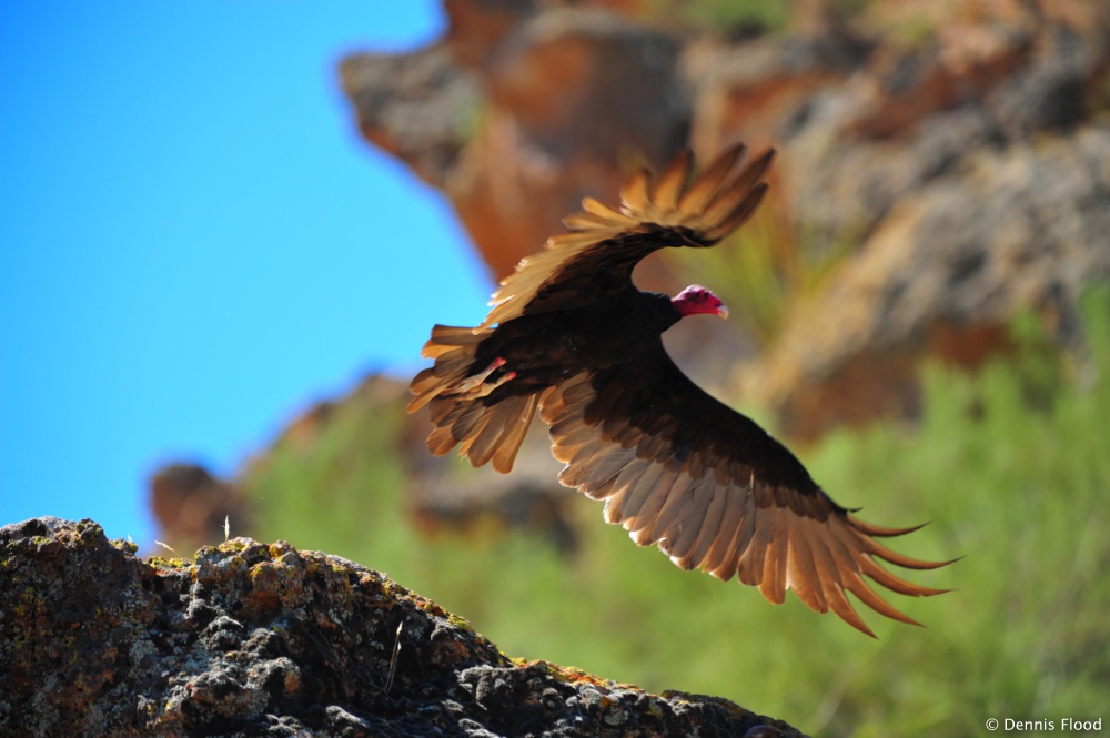 Turkey Vulture Takes Flight