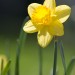 Blooming Daffodil