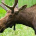 Bull Moose Closeup