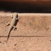 Colorado National Monument Lizard