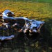 Driftwood in Clear Water