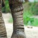 Elephant Foot