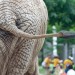 Elephant Tail