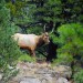 Grand Canyon Bull Elk