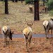 Grand Canyon Elk