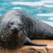 Performing Sea Lion