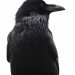 Raven Profile