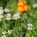 Summer Wildflowers