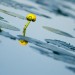 Yellow Water Lily