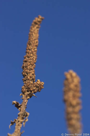 Brown Flower - Blue Sky