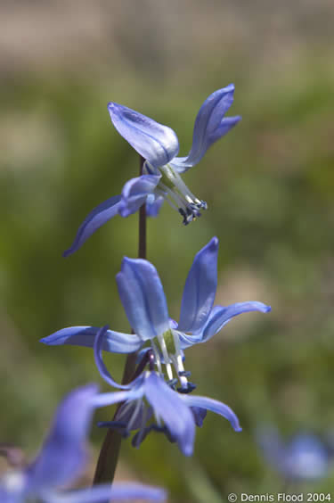 Small Violet Flowers