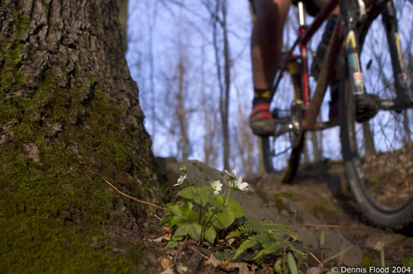 Spring Flowers and a Biker