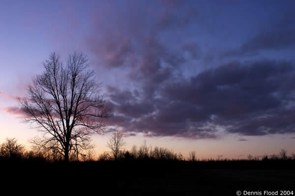 Lone Tree at Sunset