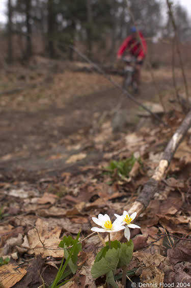White Flowers and Biker