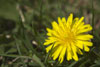 Dandelion in the Sun