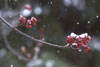 Maple Buds in Snow