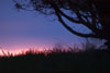 Sunset Through the Grass