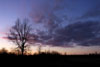 Lone Tree at Sunset