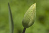 Green Tulip Bud