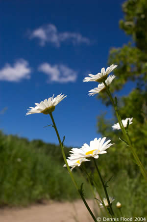 Skyward Flowers