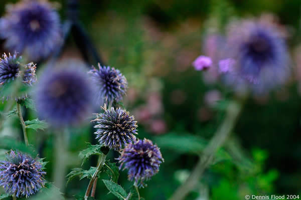 Purple Prickles