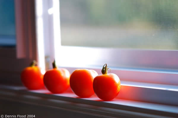 Ripe Tomatoes