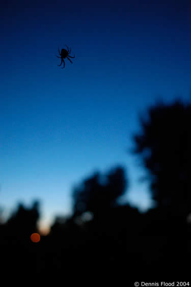 Spider on the Window