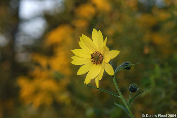 Yellow Flower Power