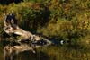 Heron on a Log