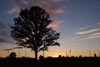 Tree at Sunset