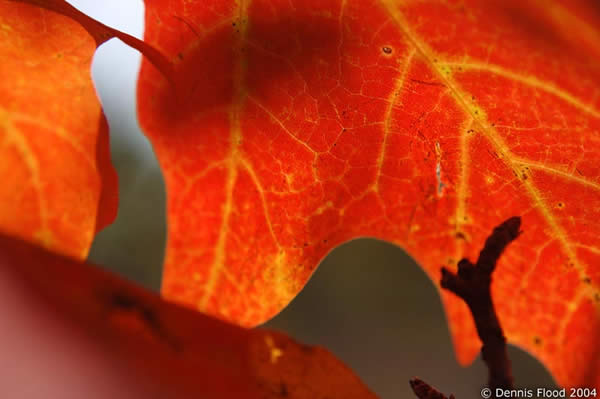 Red Maple Leaf Close Up