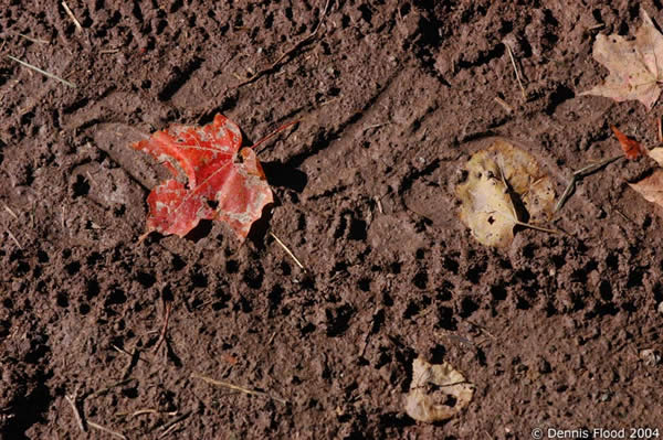 Red Leaf in the Mud