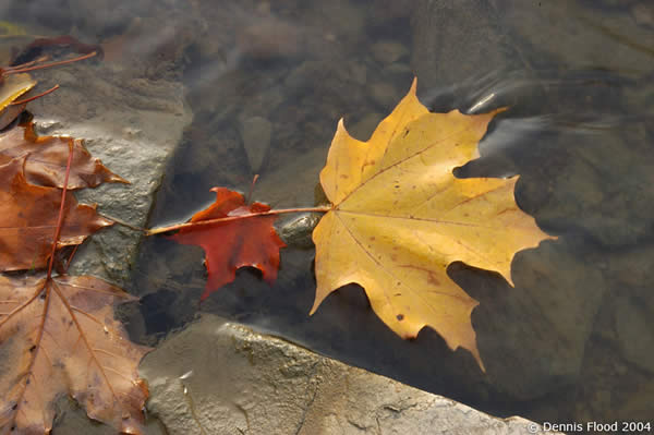 Wet Leaves