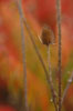 Autumn Prickles