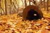 Yellow Leaves and Log