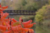 Red Sumac by a Bridge