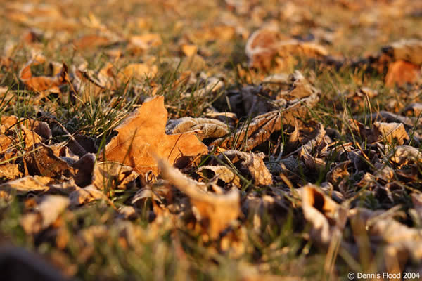 Frosty Fall Leaves on the Ground